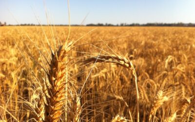 DES AltroTirreno: Progetto “Filiera del Pane”