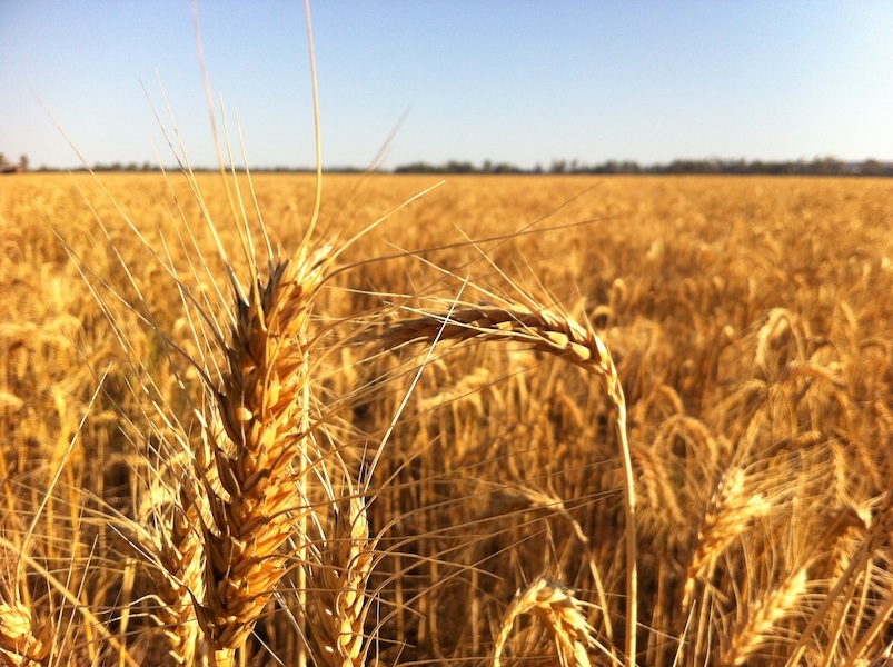 DES AltroTirreno: Progetto “Filiera del Pane”
