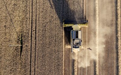 Chi specula sul prezzo del grano?