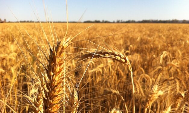 DES AltroTirreno: Progetto “Filiera del Pane”