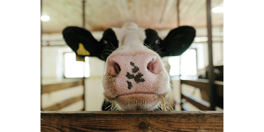 Speciale Agricoltura: dalle stalle alle piazze